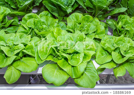 Hydroponics green romaine lettuce vegetables. Hydroponics green romaine lettuce vegetables. 18886169