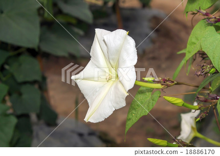 Moonflower. Moonflower. 18886170
