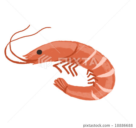 Shrimp Shrimp 18886688