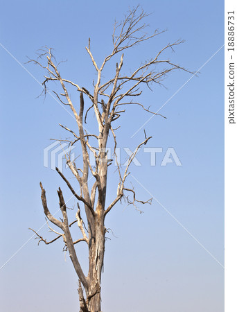 Big dead tree, settler, timber 18886731