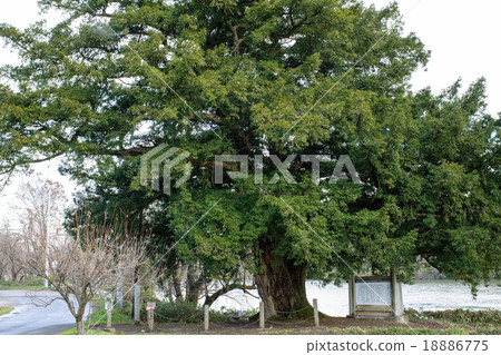 Toriiosaki的大巖谷岩手縣 Toriiosaki的大巖谷岩手縣 18886775
