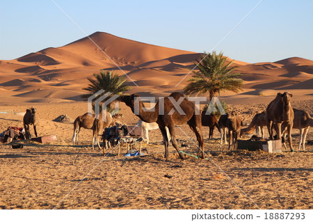 撒哈拉沙漠和駱駝摩洛哥 18887293