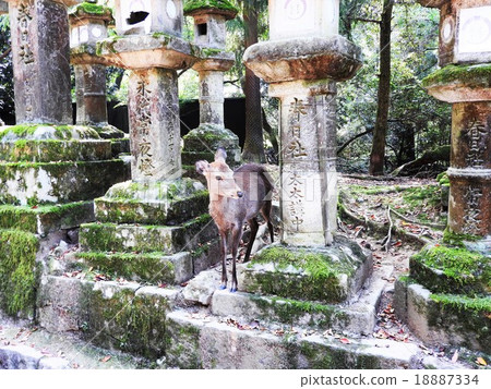 Kasuga Taisha Shrine was established to pray for the patronage of the Heijyo kyo and the prosperity of the people in the Nara era, and enshrines Mr. Fujiwara's gods. 18887334