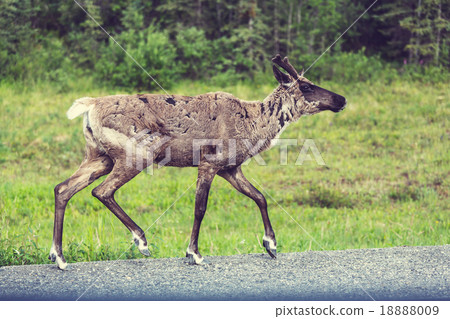 Reindeer 18888009