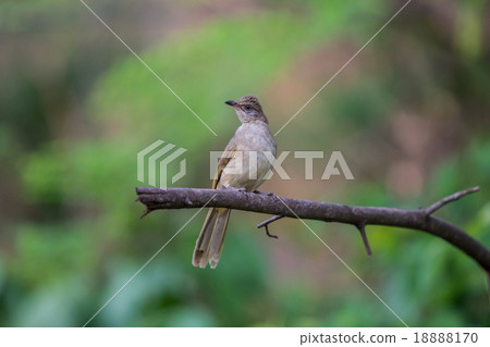 Brown Prinia (Prinia polychroa) Brown Prinia (Prinia polychroa) 18888170