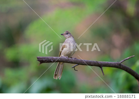 Brown Prinia (Prinia polychroa) Brown Prinia (Prinia polychroa) 18888171