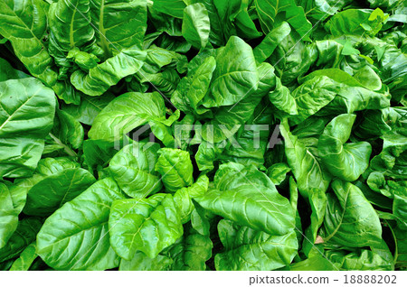 sliverbeet grow in vegetable garden sliverbeet grow in vegetable garden 18888202