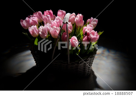 Pink tulips in the basket in studio 18888507