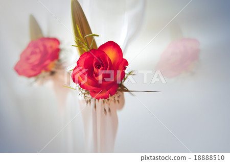 Fully blossomed, gorgeous red rose with stem  18888510