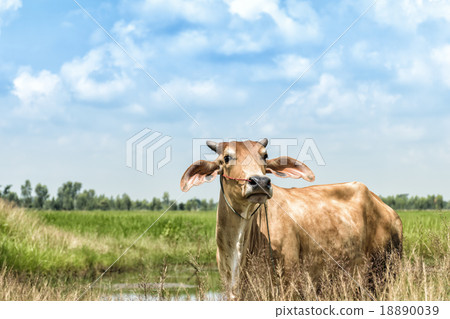 Cow  in the rice fields 18890039