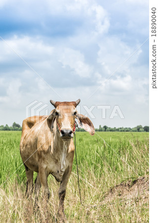 Cow in the rice fields Cow in the rice fields 18890040