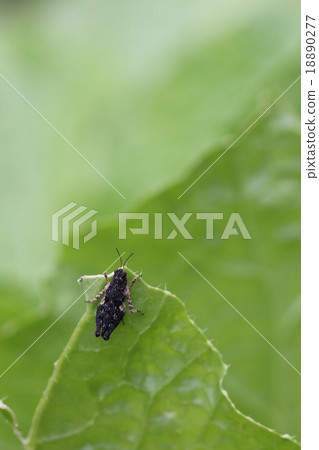 希什巴塔08 希什巴塔08 18890277