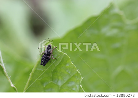 Hishbatta 09 18890278