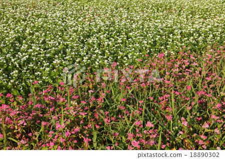 紅色和白色蕎麥麵 18890302