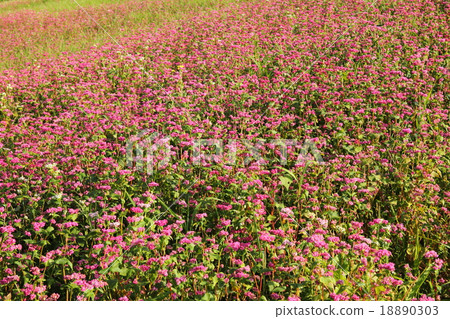 紅色蕎麥領域 18890303