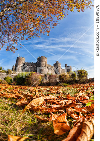 Conwy Castle with autumn leaves in Wales, UK Conwy Castle with autumn leaves in Wales, UK 18890976