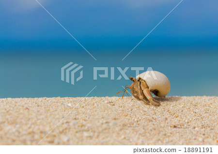 Beaches and hermit crabs in southern countries 18891191