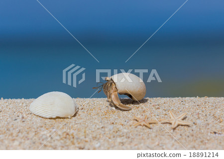 Beaches and hermit crabs in southern countries 18891214