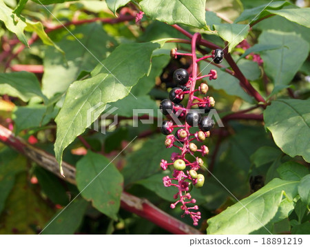 彩色韭菜磅 18891219