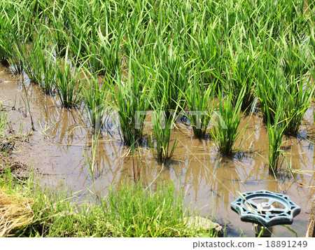 Paddy field Paddy field 18891249