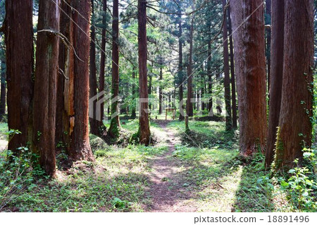 Mt. Haguroyama米其林山冠·綠色指南·Japon收購Mitsuzu Star 18891496