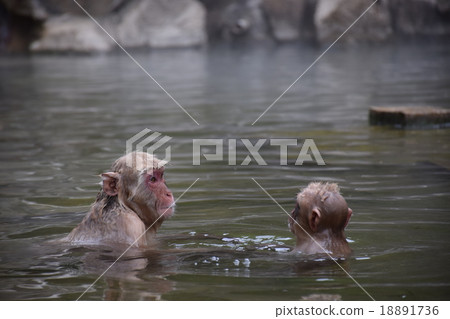 Discussion on New Year's Day parents and son Monkey Monkey 18891736
