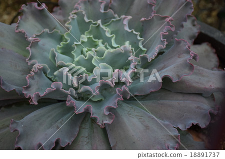 Ekkebe rear giant blue (leaf peony) 18891737