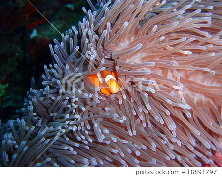 Stock Photo: anemone fish, anemonefish, clown anemonefish