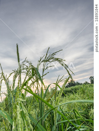 The rice field and sunset 18891844