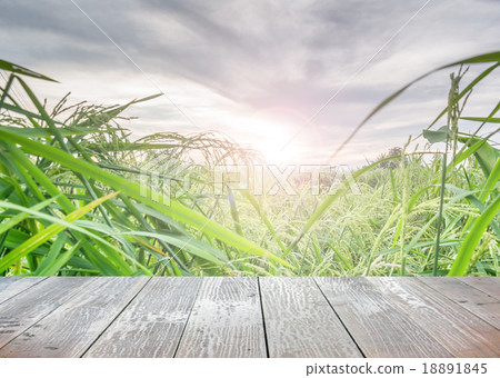 The rice field and sunset 18891845