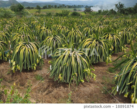  Dragon fruit  18891874