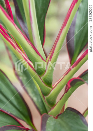 Texture of the leaves plant Texture of the leaves plant 18892063