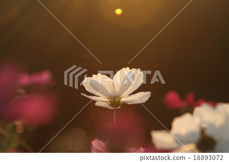 Fairy's time ... and space. Cosmos (sensation) That 6. cosmos flower Fairy's time ... and space. Cosmos (sensation) That 6. cosmos flower 18893072