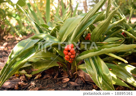 Fruit of Omoto 18895161