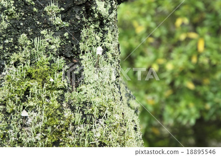 Sakura's old trees and mushrooms, moss stockphoto material Sakura's old trees and mushrooms, moss stockphoto material 18895546
