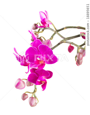 Bunch of violet orchids Bunch of violet orchids 18895651