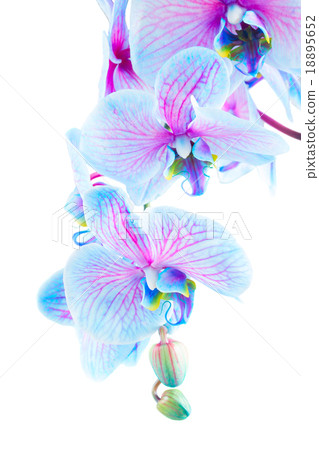 stem of blue orchids stem of blue orchids 18895652