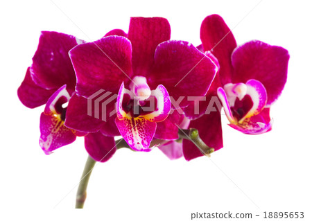 Two violet orchids Two violet orchids 18895653