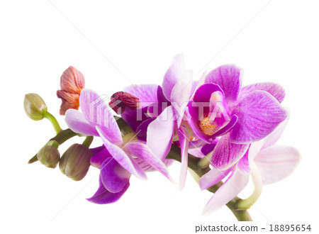 Two violet orchids Two violet orchids 18895654