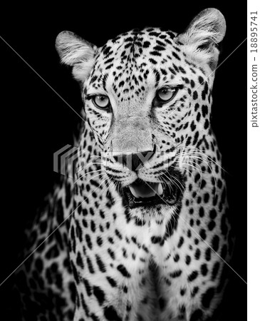 Leopard portrait Leopard portrait 18895741