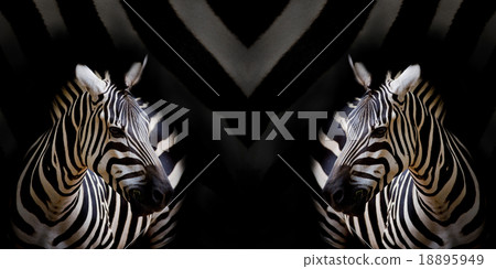 A Headshot of a Burchell's Zebra A Headshot of a Burchell's Zebra 18895949