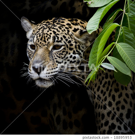 Jaguar portrait Jaguar portrait 18895953