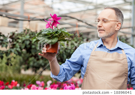 Skillful senior garden worker at plant nursery Skillful senior garden worker at plant nursery 18896041