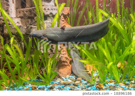 Adult Stinging catfish swimming in aquarium 18896186