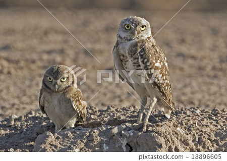 Burrowing Owl, adult with juvenile 18896605