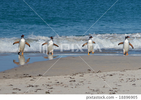 Gentoo Penguins Coming Ashore 18896905