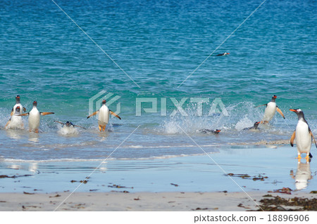 Gentoo Penguins Coming Ashore 18896906
