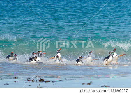Gentoo Penguins Coming Ashore 18896907