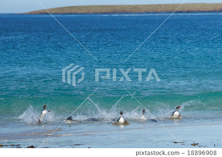 Gentoo Penguins Coming Ashore 18896908
