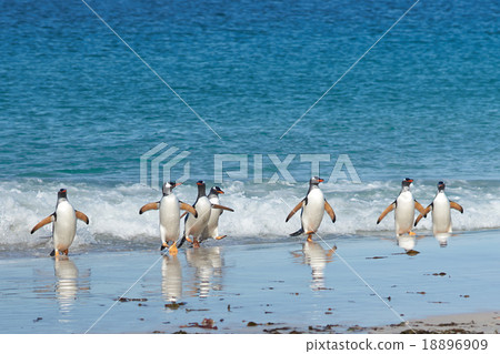 Gentoo Penguins Coming Ashore 18896909